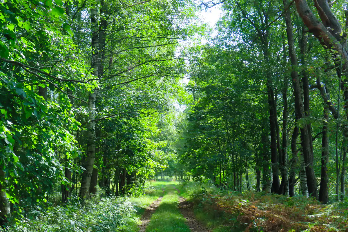 Chemin bordé d’arbres et de végétation verte